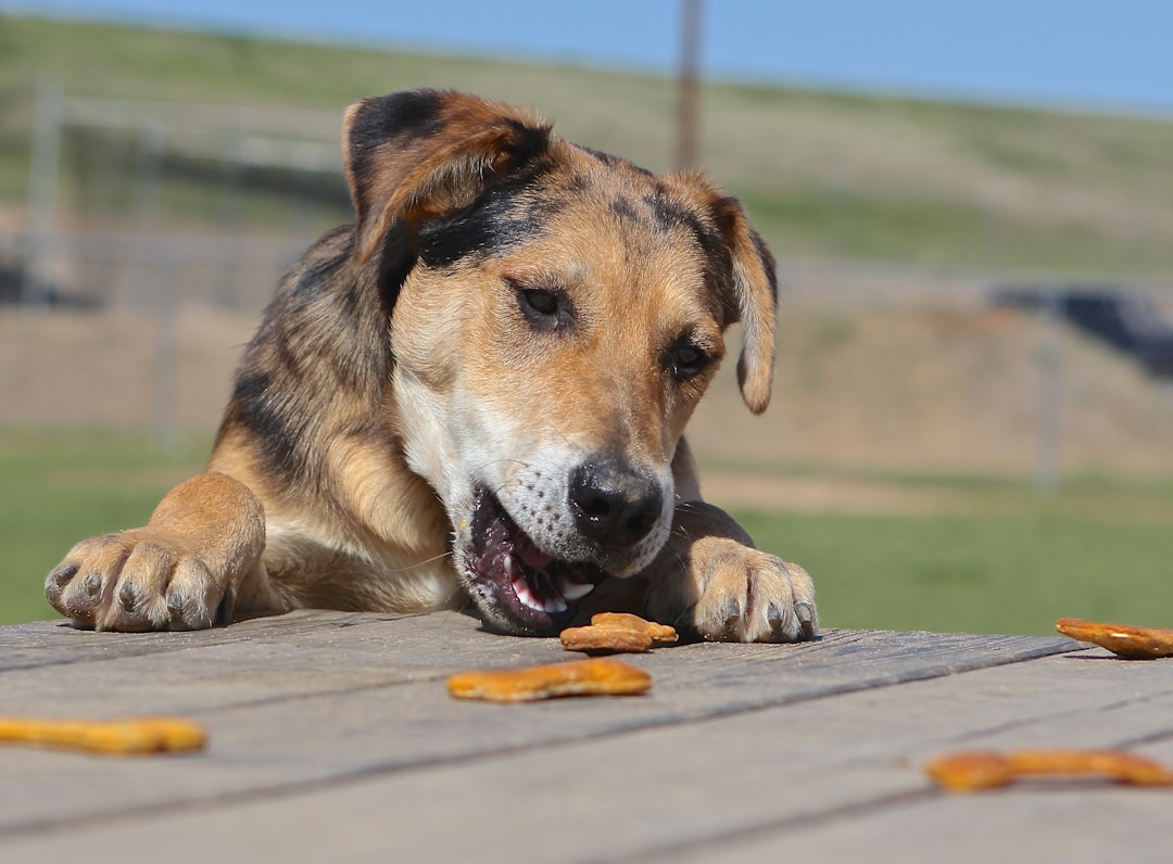 Apache considers the treats on the table and wants them.